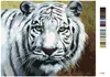 Zuty - Malen nach Zahlen - WEISSER TIGER ANSICHT PORTRÄT Produktbild-Vorschau 3