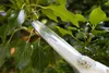 A close-up shot of a pair of pruning shears cutting a branch of an ivy plant. Voir les images du produit