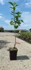 Diospyros kaki 'Cioccolatino' - Sharonfrucht - 2 Liter Topf Produktbild-Vorschau 2