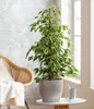 Dehner Birkenfeige Forever, Ficus benjamina, im Sortenmix, Produktbild-Vorschau 5