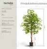 tectake® Künstlicher Ficusbaum Fida verschiedene Größen Produktbild-Vorschau 5