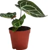 Dehner Herzblattblume, Anthurium crystallinum, Produktbild-Vorschau 1
