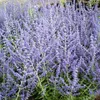 2 x  Blauraute  - Perovskia 'Blue Spire'  | 30-40 cm in Produktbild-Vorschau 1