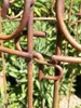 A close-up view of a rusty metal plant support structure in a garden setting. Anteprima dell’immagine prodotto
