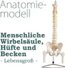 Anatomický model lidské páteře s pánví a stehenní kostí v Náhled obrázku produktu 1