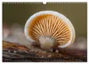 Kunstgalerie Wald - die verborgene Welt der Pilze Produktbild-Vorschau 4