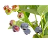 Dehner Gourmet Garten Heidelbeere Spartan, aromatisch, ca. Produktbild-Vorschau 4