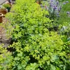 Bloomique - Lot de 3 - Alchemilla Mollis - Alchémille - Voir les images du produit 5