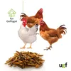 UGF Soldatenfliegenlarven 1kg, Vogelfutter Wildvögel Produktbild-Vorschau 4