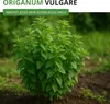 Oregano Mehrjährig Samen - Origanum vulgare - Oreganosamen Produktbild-Vorschau 2