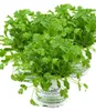 Enseleits 3er Set Koriander Coriandrum sativum Produktbild-Vorschau 1