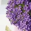Campanula Addenda lila 12cm – winterharte mehrjährige Produktbild-Vorschau 5
