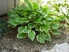 Stauden Gänge 1 x Hosta plantaginea 'So Sweet' im 1 Liter Produktbild-Vorschau 4