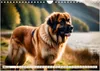 Leonberger - der zahme Löwe (Wandkalender 2026 DIN A4 Produktbild-Vorschau 6