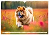 Chow Chow – pes s hlavou leva (nástenný kalendár 2027, Náhľad obrázku produktu 17