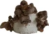 Hawlik Pilzbrut Shiitake Dübel – 20 Pilzdübel, Pilze Produktbild-Vorschau 9