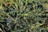 Mahonia japonica ( bealei) - Mahonia 30- 50 cm - Conteneur Voir les images du produit 3