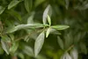 Ligustrum vulgare, Gewöhnlicher Liguster, 125–150 cm Produktbild-Vorschau 1