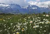 Dufte Momente | Dampfbad Emulsion 3 Liter | Alpenkräuter | Produktbild-Vorschau 2