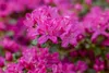 Rhododendron obtusum 'Kermesina', Azalee, karmesinrot, Produktbild-Vorschau 4