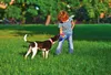 Bama Trotto Disk Hundefrisbee Dog Disc - Mehrfarbig Frisbee Produktbild-Vorschau 6
