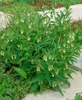 Symphytum officinale, Beinwell, ca. 11x11 cm Topf, robust Produktbild-Vorschau 12