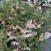 A close-up view of a flowering plant with small white and pink blossoms and green leaves. Produktbild-Vorschau