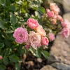 Bloomique - Zestaw 2 sztuk - Róża Lilly - Róża krzaczasta - Podgląd zdjęcia produktu 4
