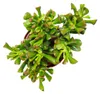 Lžicník - Crassula "Hobbit" - Sukulentní pokojová rostlina Náhled obrázku produktu 2