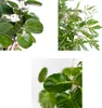 Bloomique - 3er-Mix Polyscias - Aralie - Fabian, Ming, Produktbild-Vorschau 3