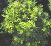 Pittosporum tob. 'Nanum' - Australischer Lorbeer 40-50 cm - Podgląd zdjęcia produktu 2