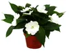 Edel-Lieschen - Impatiens Neu-Guinea - 12cm Topf - Set mit Produktbild-Vorschau 2