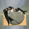 CJ Wildlife Nistkasten Rauchschwalbe - Vogelnistkasten aus Produktbild-Vorschau 1