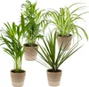 Bloomique - 4er-Mix - Luftreinigende Pflanzen - Dracaena - Produktbild-Vorschau 1