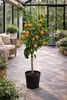 Drzewko mandarynkowe 100–140 cm w doniczce C17 – Citrus Podgląd zdjęcia produktu 4