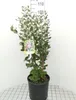 Acca sellowiana (feijoa sellowiana) - Brasilianische Guave Náhľad obrázku produktu 1
