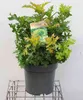 Quercus palustris 'Green Dwarf' - Quercia nana verde di Anteprima dell’immagine prodotto 1