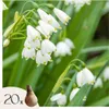 Nivéole d'été - Set de 20 - Leucojum aestivum - Bulbes à Voir les images du produit 1