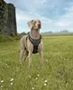 pettorina per cani lionto anti-pull, pettorina a Y Anteprima dell’immagine prodotto 2
