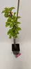 Sada 3 stĺpovitých čerešní - 3x Prunus avium 'Boas'® - Náhľad obrázku produktu 2