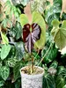 Anthurium (Anthurium chamberlainii X) – 1 vyklíčená semínka Náhled obrázku produktu 3
