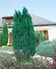Chamaecyparis lawsoniana 'Ellwoodii', Blaue Scheinzypresse, Produktbild-Vorschau 11