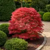 Érable japonais - Acer palmatum « Shaina » - env. 70cm de Voir les images du produit 4