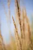 Trawa ozdobna "Karl Foerster" (Calamagrostis x acutiflora), Podgląd zdjęcia produktu 2