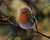Kösen Rotkehlchen 17 cm Vogel Stofftier Produktbild-Vorschau 4