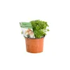 6 x Petržel - Petroselinum crispum | květináč 9 cm x 9 cm Náhled obrázku produktu 2
