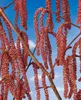 Rote Zellernuss Rote Zellernuß 50-60 cm, im Topf - Corylus Produktbild-Vorschau 1