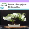 SAFLAX - Bonsai - Europejskie Jabłko - 30 Nasiona - Malus Podgląd zdjęcia produktu 5