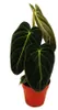 Philodendron melanochrysum - der schwarz-goldene Baumfreund Produktbild-Vorschau 2