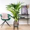 Bloomique - Howea Forsteriana - Palmier Kentia - Plantes Voir les images du produit 4